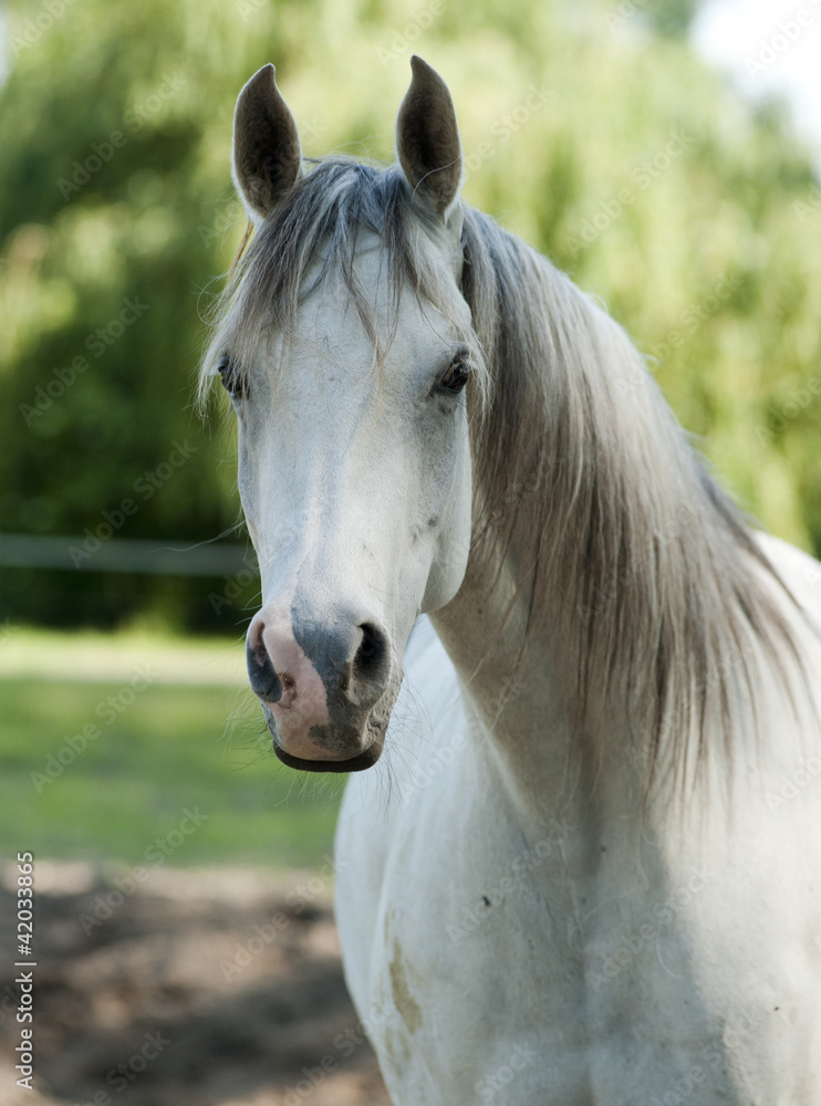 Naklejka premium young colt