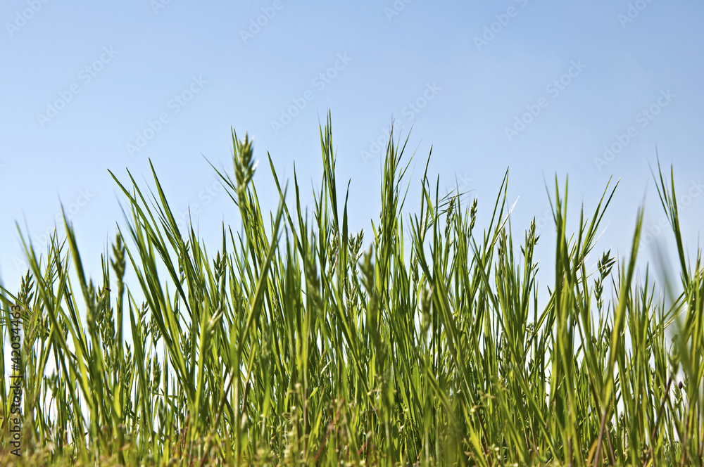 Grass Grass