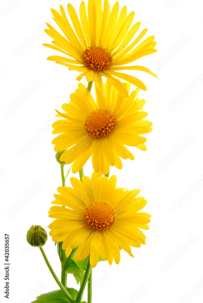 daisy gerber flower