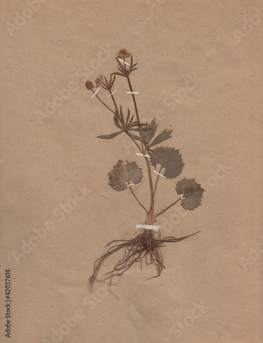 scan of vintage dried flower on paper dated 1896
