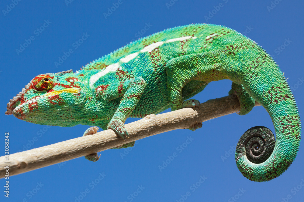 Obraz premium caméléon