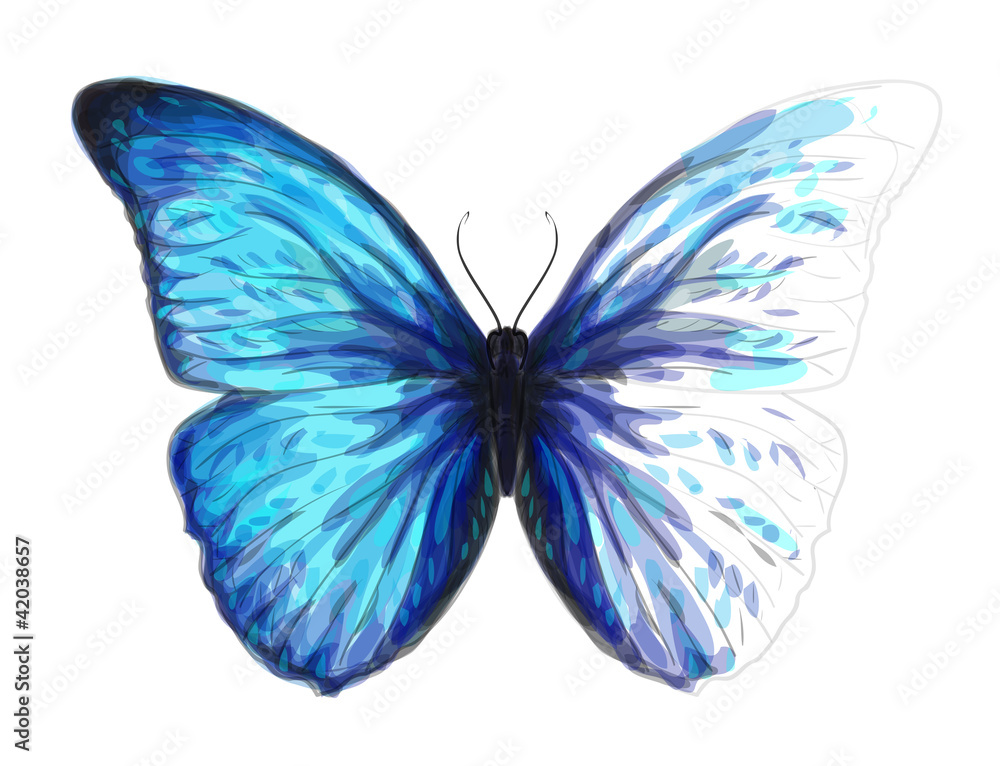 Obraz premium Butterfly Morpho Anaxibia. Unfinished Watercolor drawing imitat