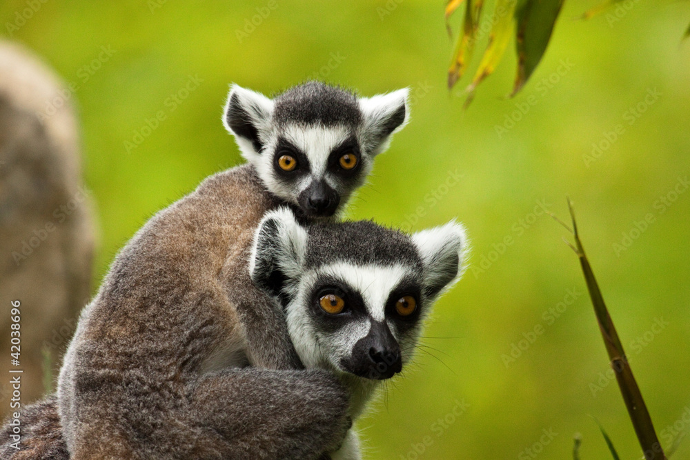 Katta (Lemur catta) Katta (Lemur catta)