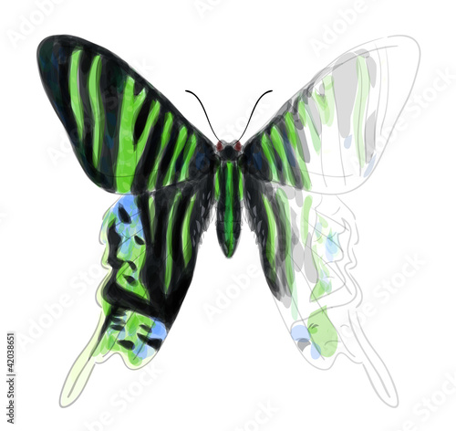 Butterfly Urania Leilus. Unfinished Watercolor drawing imitation