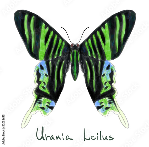 Butterfly Urania Leilus. Watercolor imitation.