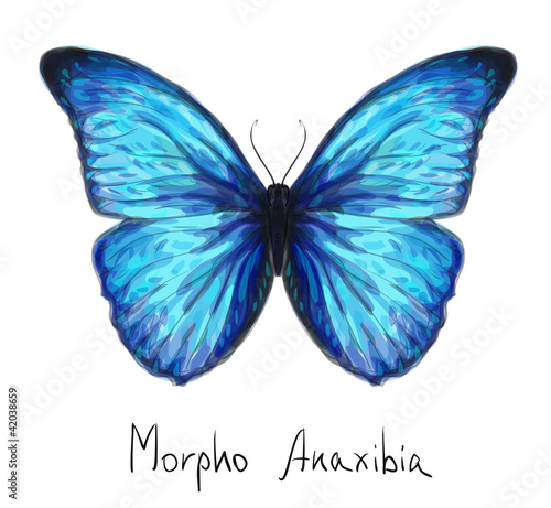 Butterfly Morpho Anaxibia. Watercolor imitation.