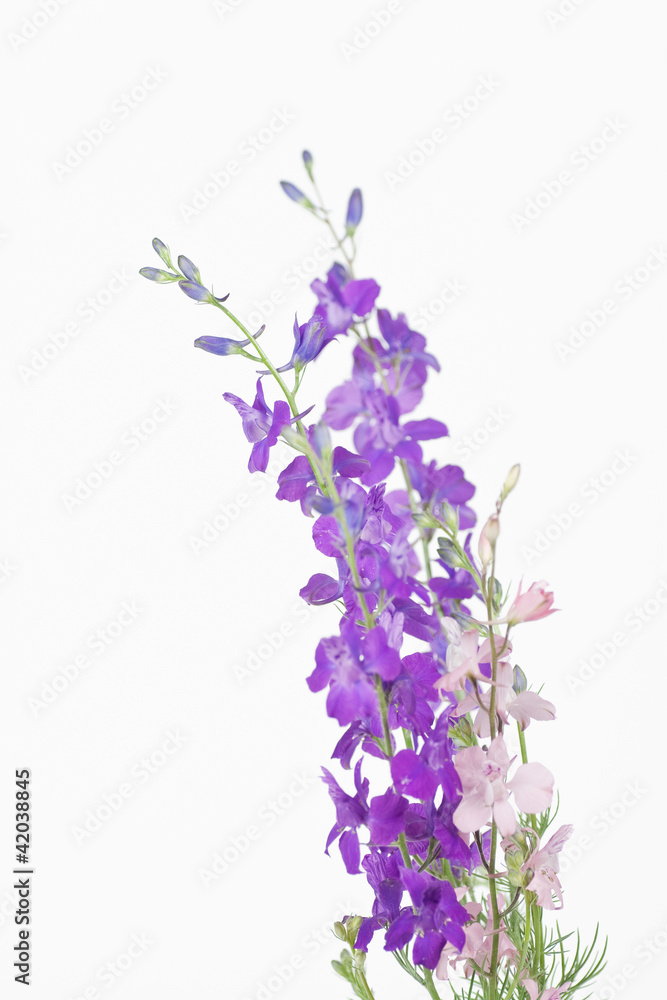 Obraz premium Field flowers