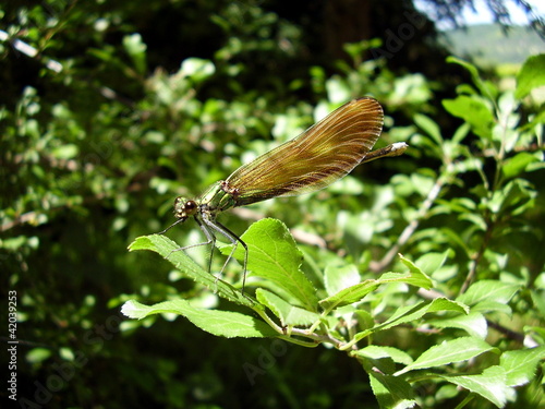 Gold Dragonfly - Beautiful Demoiselle (Calopteryx virgo)