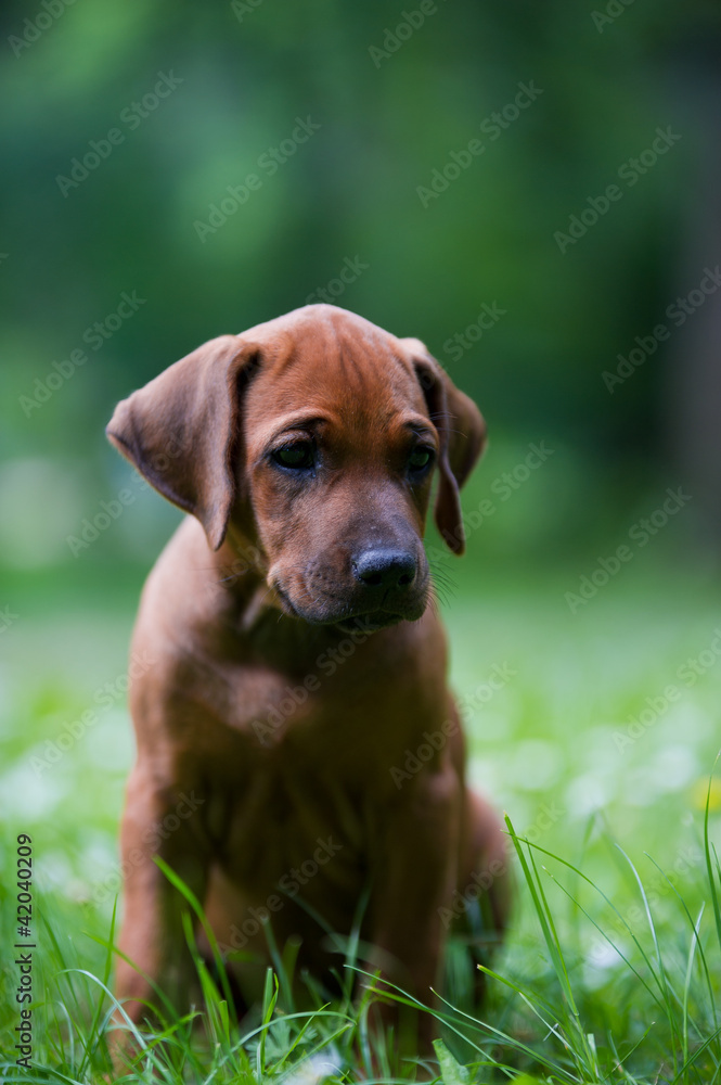 Rhodesian ridgeback puppy outdoors