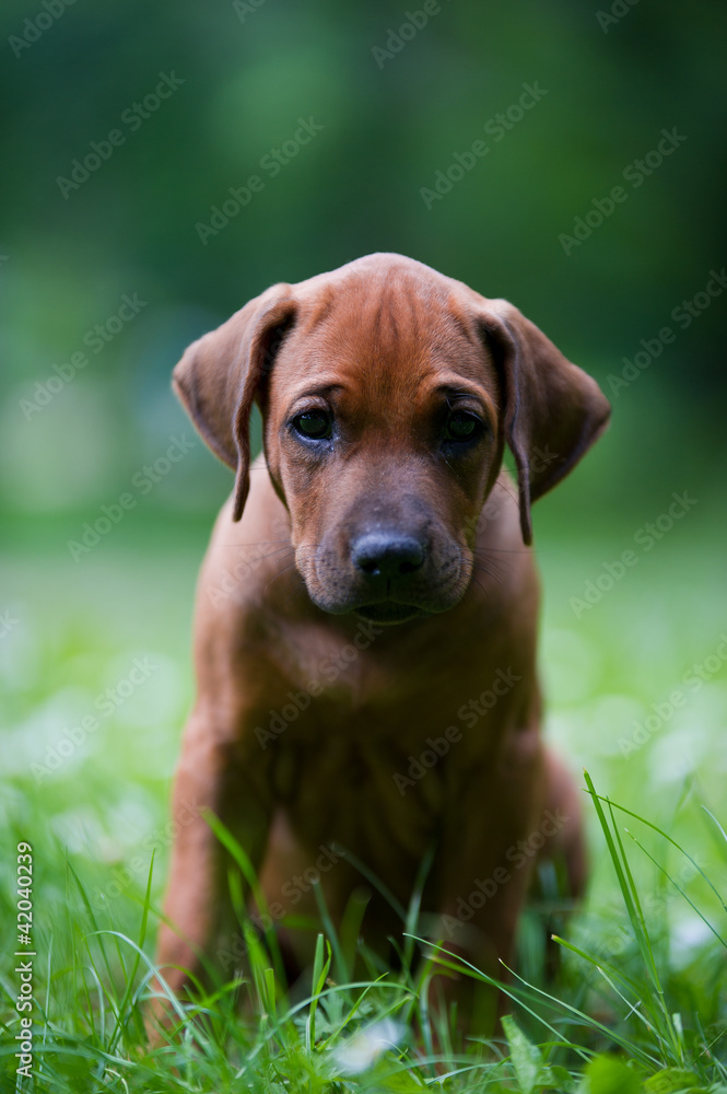 Rhodesian ridgeback puppy outdoors