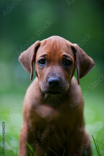 Rhodesian ridgeback puppy outdoors