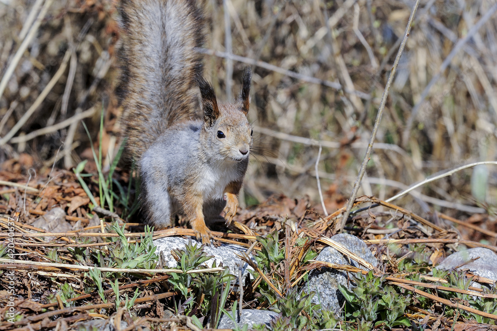 eurasian red squirrel, sciurus vulgaris eurasian red squirrel, sciurus vulgaris
