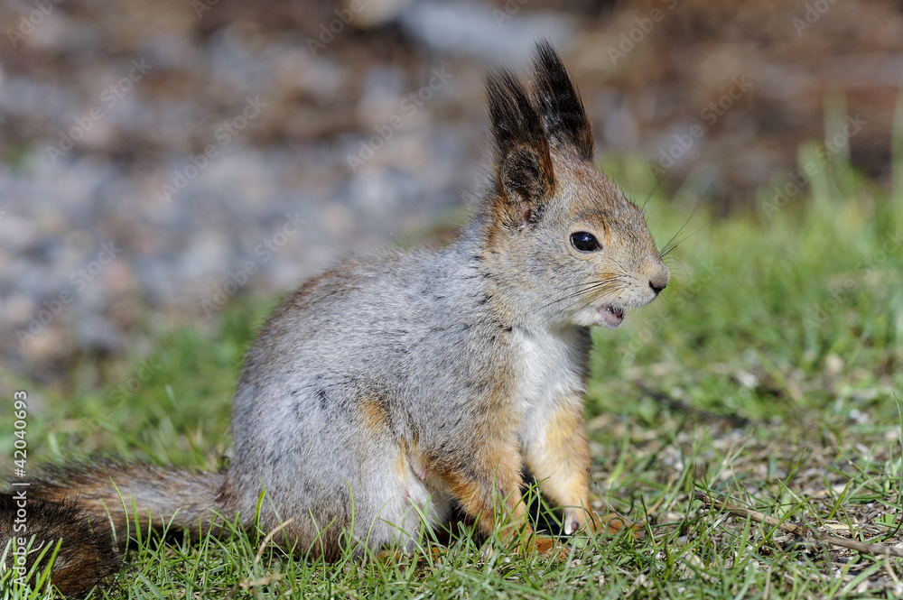 eurasian red squirrel, sciurus vulgaris eurasian red squirrel, sciurus vulgaris