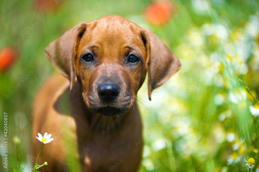 Rhodesian ridgeback puppy in a field