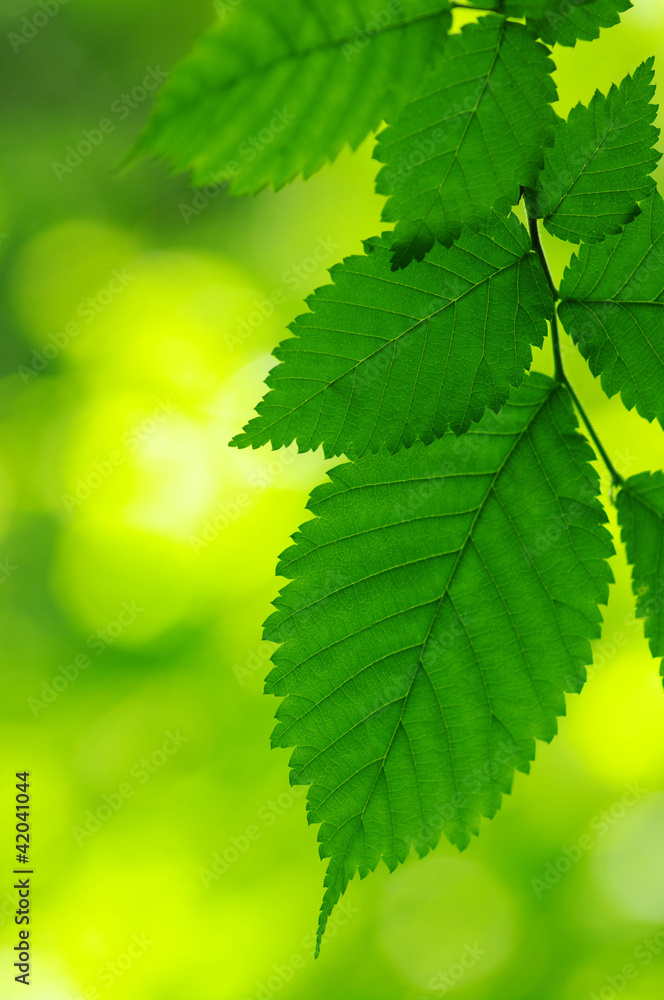 Green leaves