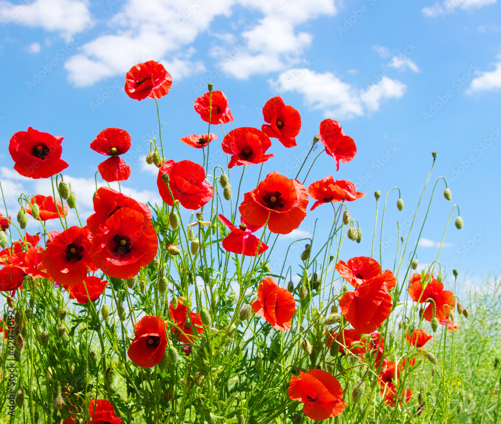 Obraz premium red poppies