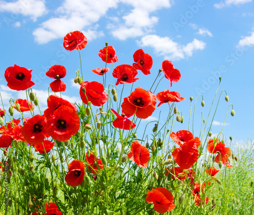 red poppies