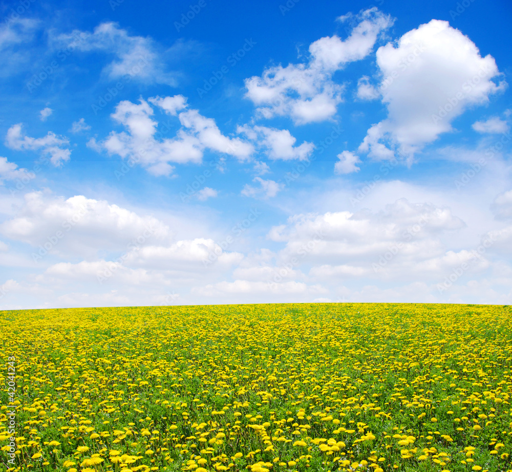 Obraz premium yellow dandelion