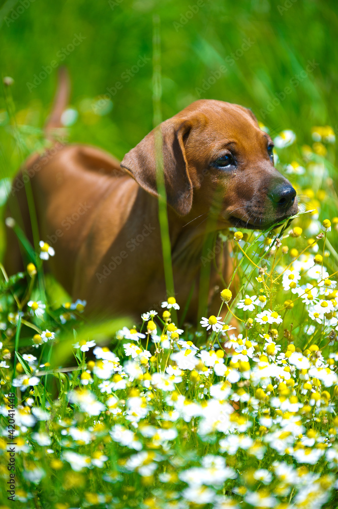 Rhodesian ridgeback puppy in a field Rhodesian ridgeback puppy in a field