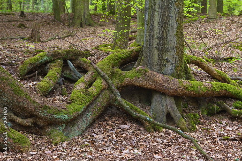 Buchenstamm umschlungen von Kiefernwurzeln Buchenstamm umschlungen von Kiefernwurzeln