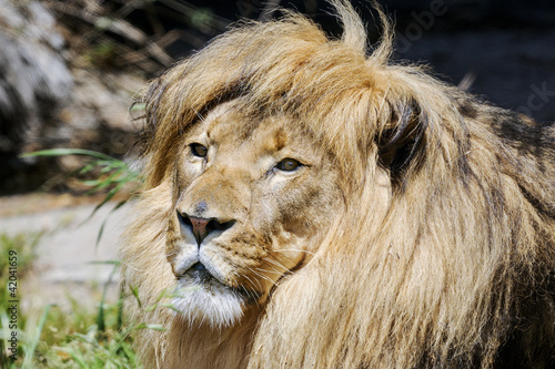 lion  panthera leo