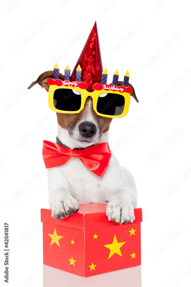 birthday dog