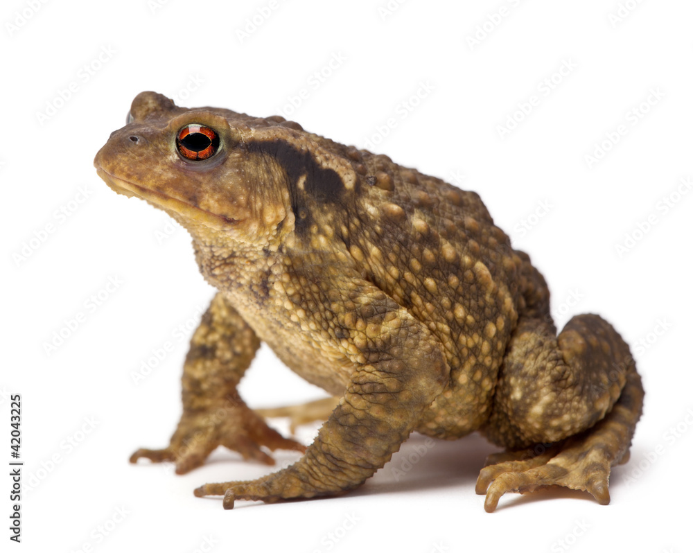 Common toad, Bufo bufo, against white background Common toad, Bufo bufo, against white background