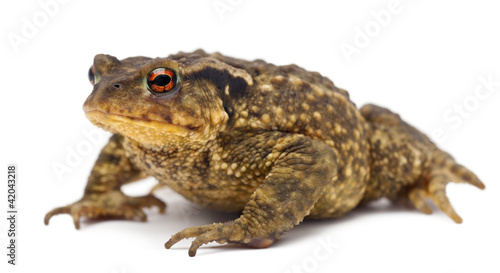 Common toad, Bufo bufo, against white background
