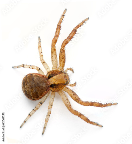 Crab spider, Xysticus sp against white background