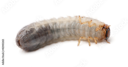 Larva of mealworm, Tenebrio molitor, against white background