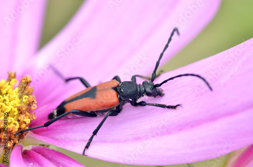 Macro of beetle (Leptura cordigera) on petal of cosmos flower photo