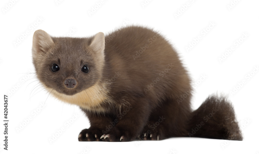 Obraz premium European Pine Marten or pine marten, Martes martes, 4 years old