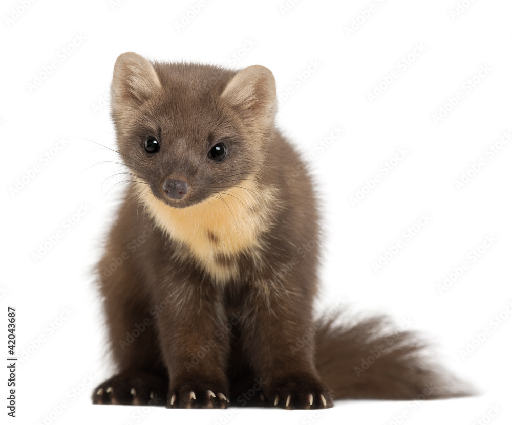 European Pine Marten or pine marten, Martes martes, 4 years old