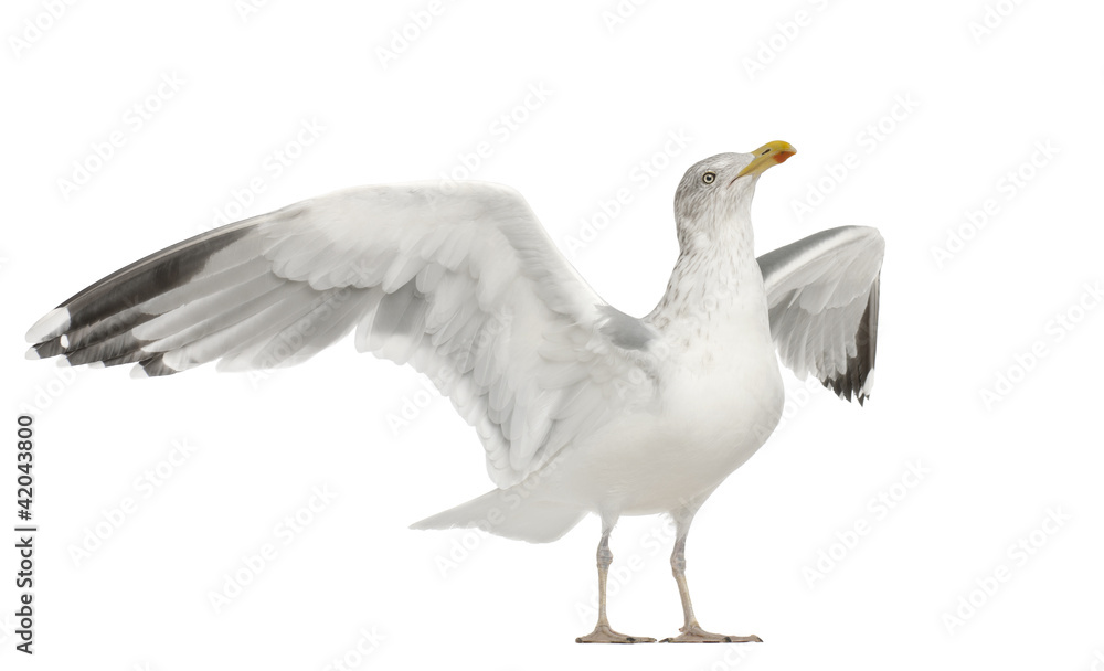 Fototapeta premium European Herring Gull, Larus argentatus, 4 years old