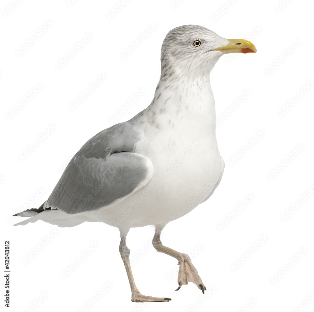 Fototapeta premium European Herring Gull, Larus argentatus, 4 years old