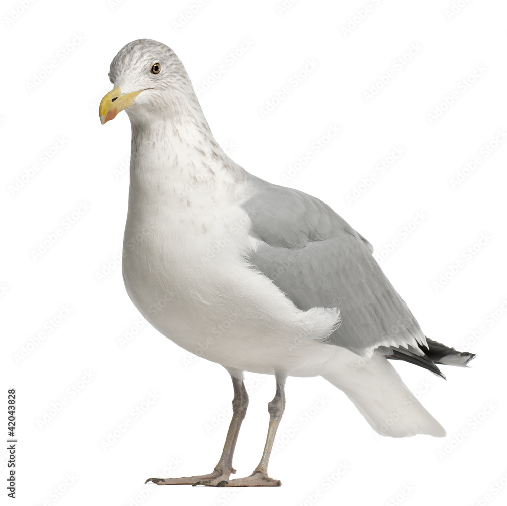 Obraz premium European Herring Gull, Larus argentatus, 4 years old