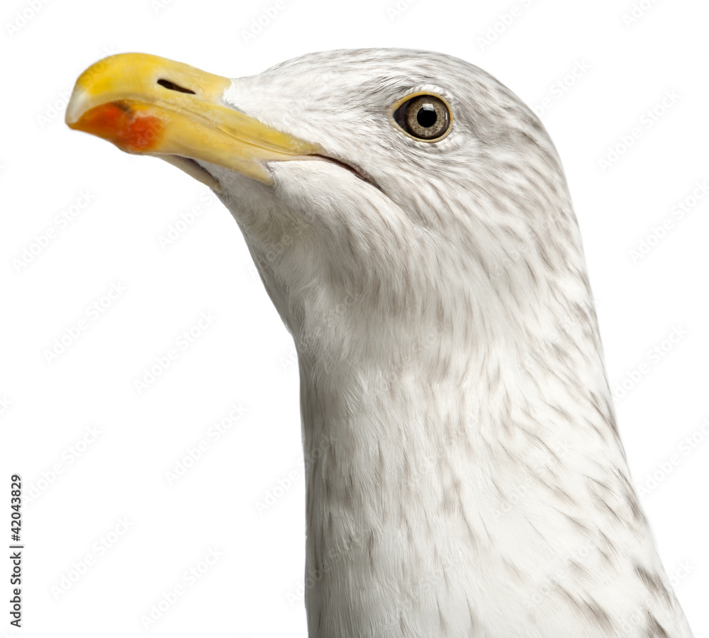 European Herring Gull, Larus argentatus, 4 years old European Herring Gull, Larus argentatus, 4 years old