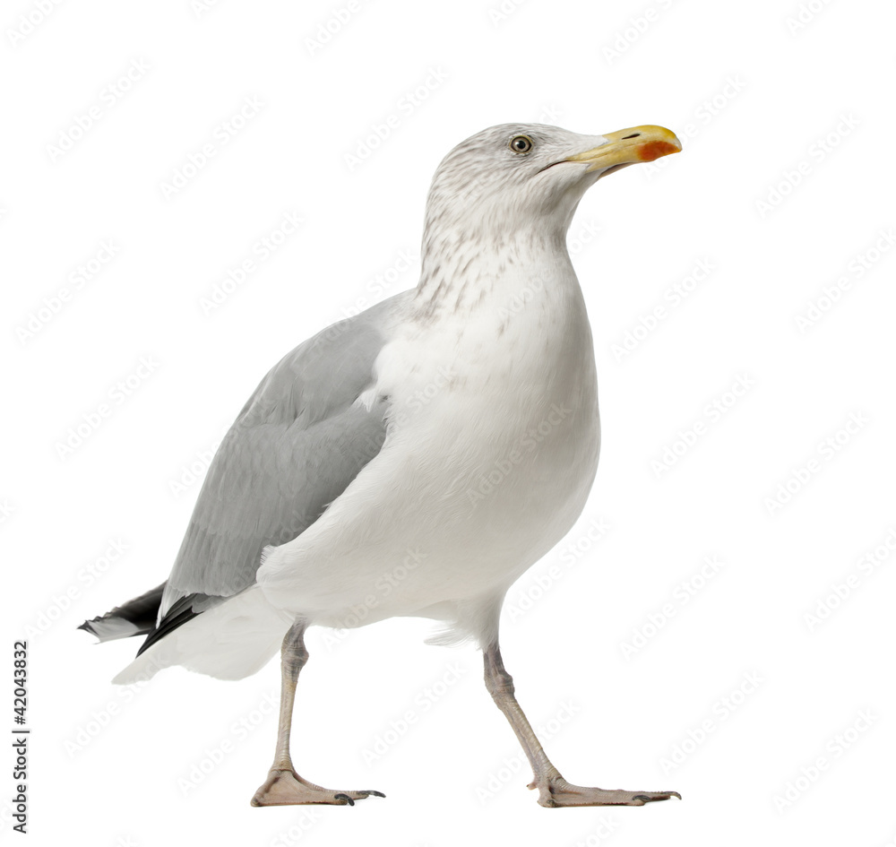 Obraz premium European Herring Gull, Larus argentatus, 4 years old