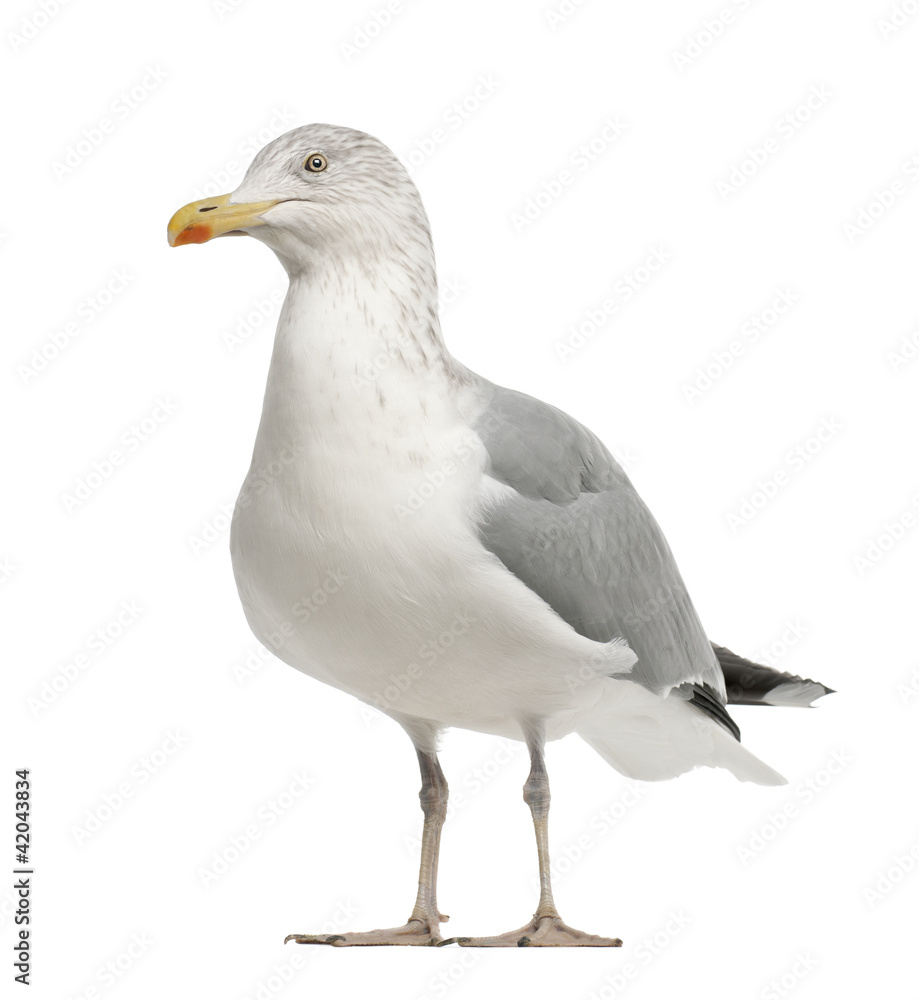European Herring Gull, Larus argentatus, 4 years old European Herring Gull, Larus argentatus, 4 years old