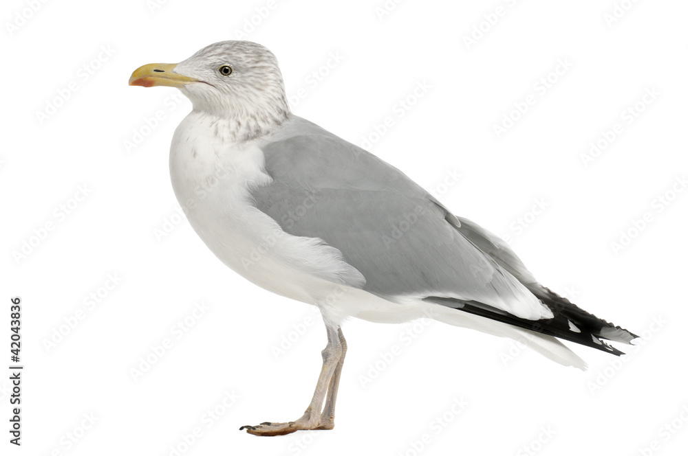 European Herring Gull, Larus argentatus, 4 years old European Herring Gull, Larus argentatus, 4 years old