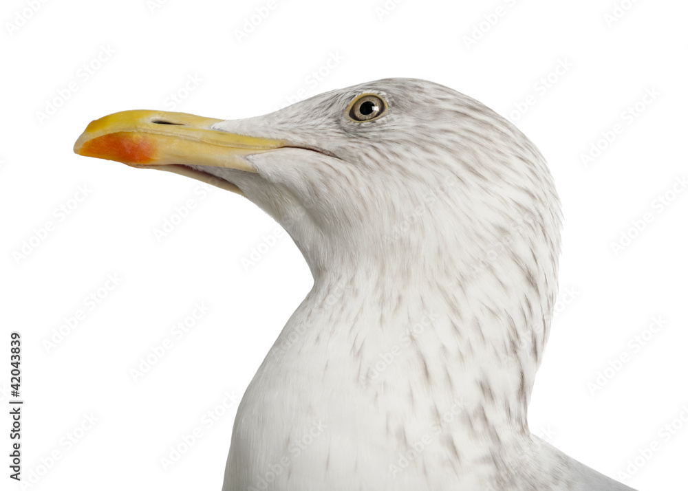 European Herring Gull, Larus argentatus, 4 years old