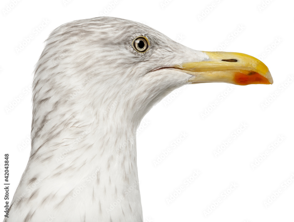 European Herring Gull, Larus argentatus, 4 years old European Herring Gull, Larus argentatus, 4 years old