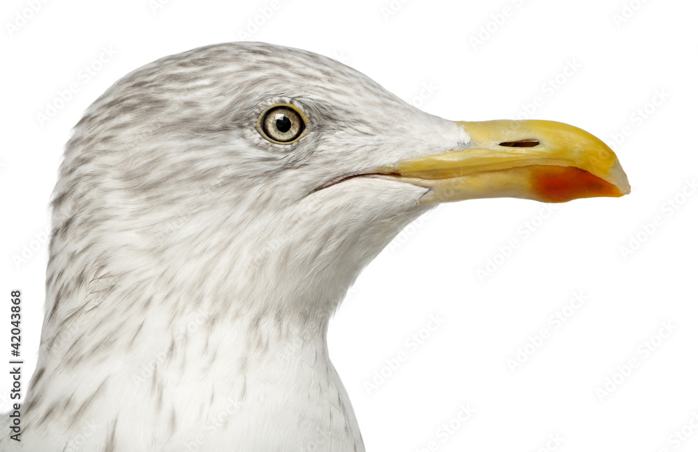 European Herring Gull, Larus argentatus, 4 years old European Herring Gull, Larus argentatus, 4 years old