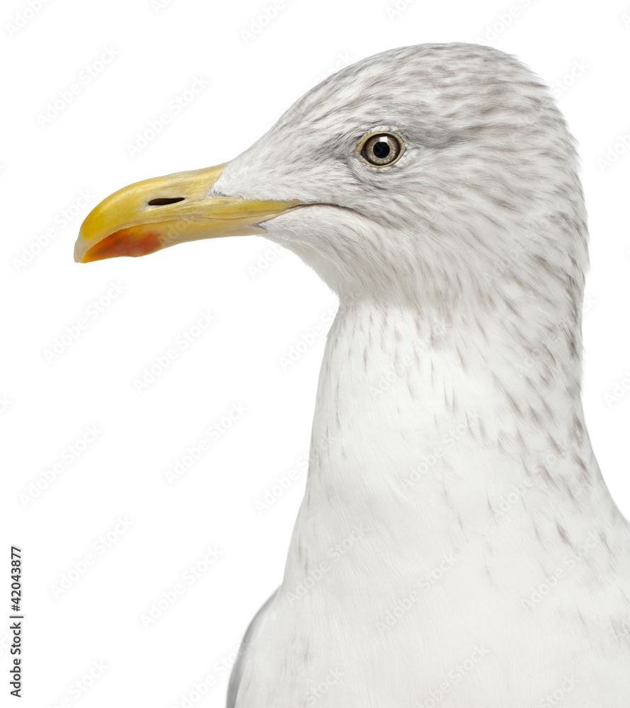 European Herring Gull, Larus argentatus, 4 years old European Herring Gull, Larus argentatus, 4 years old