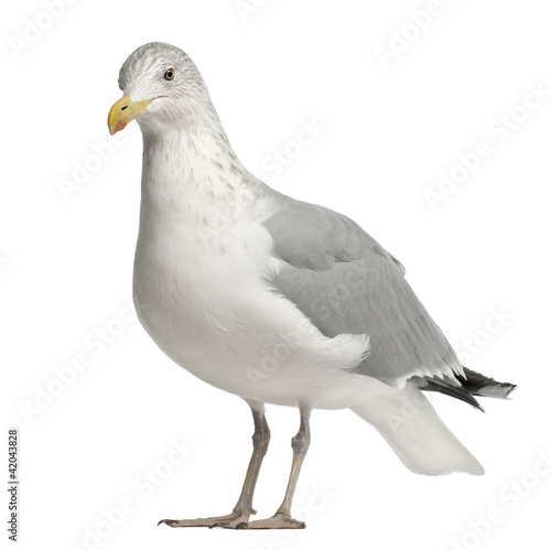 European Herring Gull, Larus argentatus, 4 years old © Eric Isselée