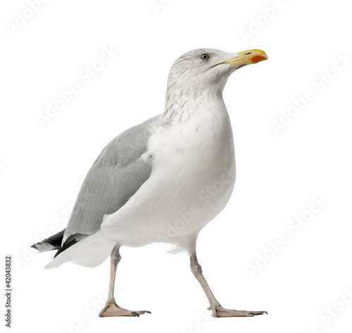 European Herring Gull, Larus argentatus, 4 years old photo