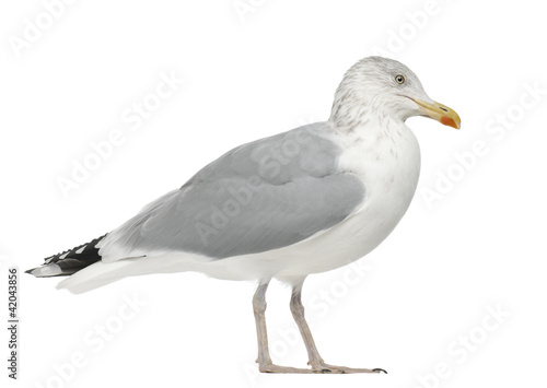 European Herring Gull, Larus argentatus, 4 years old