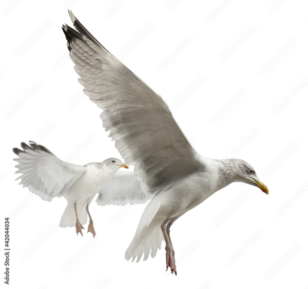European Herring Gulls, Larus argentatus, 4 years old, flying European Herring Gulls, Larus argentatus, 4 years old, flying