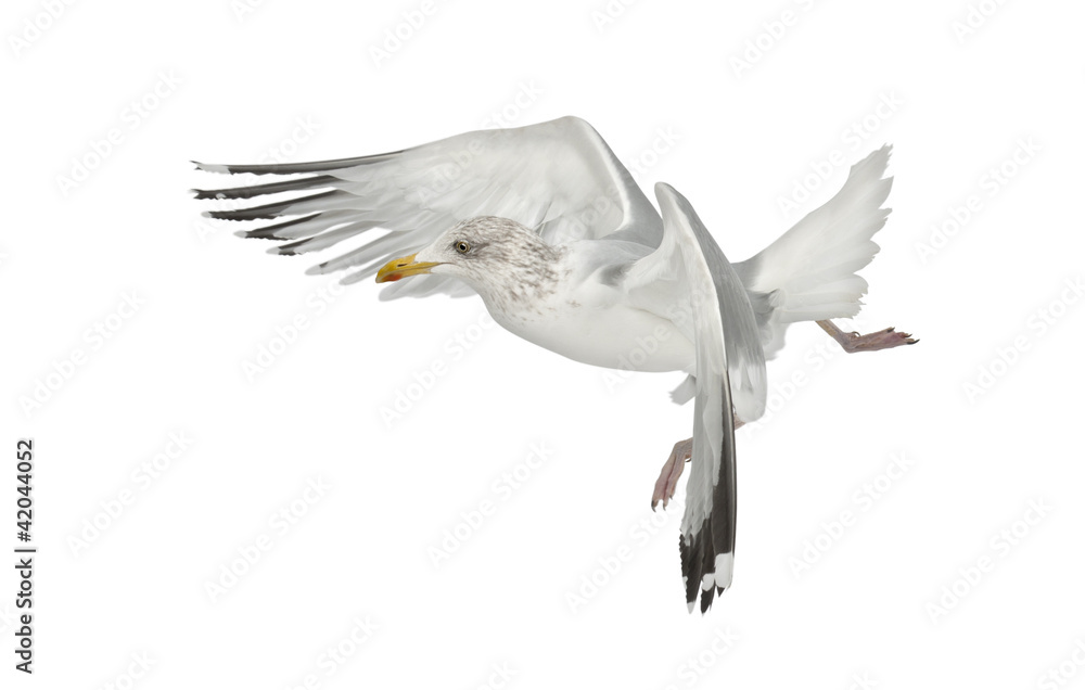 Obraz premium European Herring Gull, Larus argentatus, 4 years old, flying