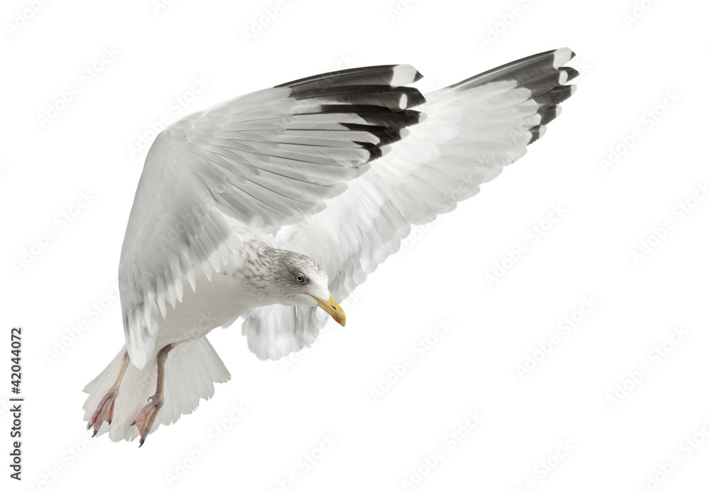 Naklejka premium European Herring Gull, Larus argentatus, 4 years old, flying